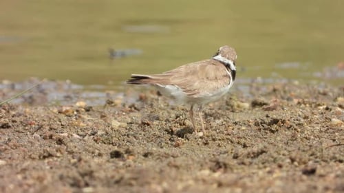 Beautiful Little ringed plover bird in lake .