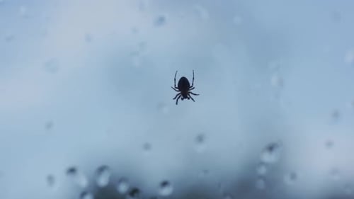 Dark Spider on Window with Rain Droplets