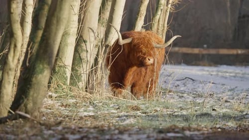 Furry brown highland cow bull with huge horns in winter forest.