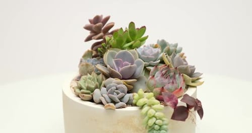 Succulent Plants Rotating in a Pot