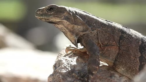 Brown Lizard Resting on Rock in Sunlight