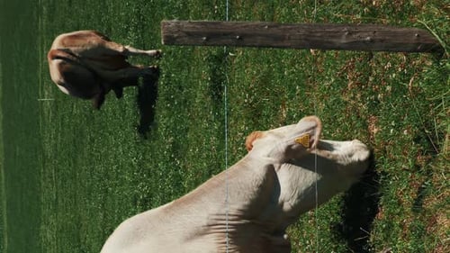 Close up of white dairy cow chewing green grass in meadow. Vertical video