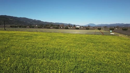 Aerial Drone footage of the vineyards in Napa Valley Bay Area California USA
