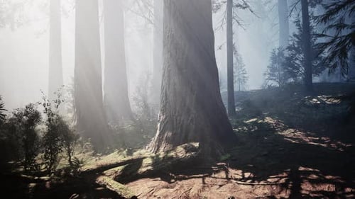 Séquoias géants en été dans le parc national de Sequoia