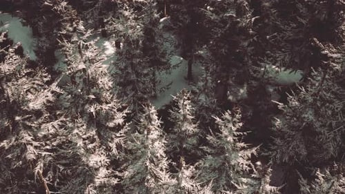 Snowy Winter Forest Aerial Flyover Through Evergreen Trees