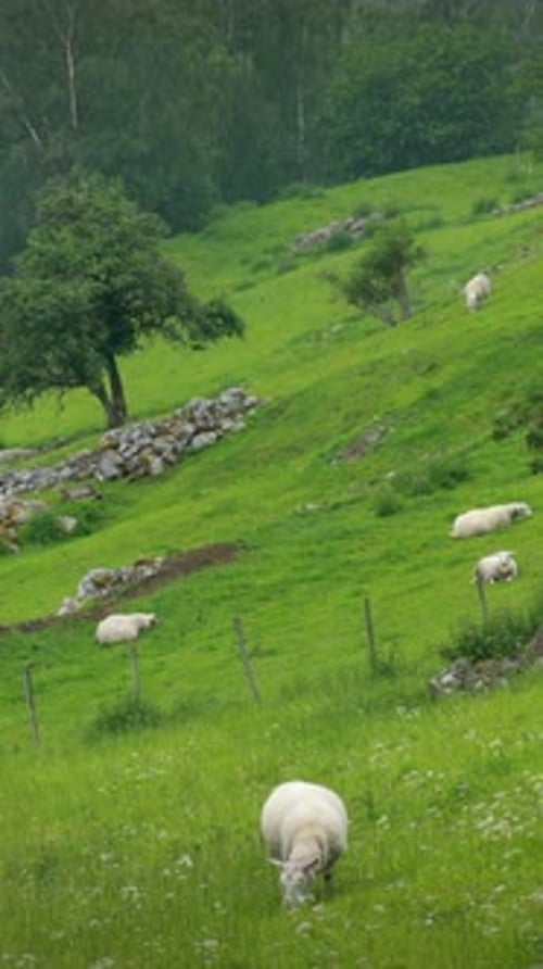 Norway Domestic Sheep Grazing In
