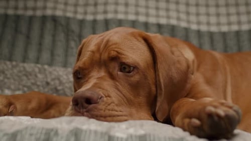 Relaxed Dog Lying on a Bed at Home