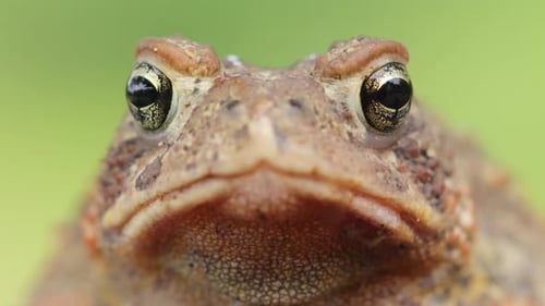 Close-up shot of an American Toad
