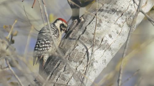 Ladder Backed Woodpecker Eating Grubs From a Tree Slow Motion