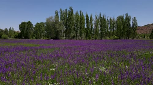 Purple Flower Field