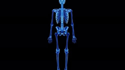 Digital medical visualization of human pelvic bone and skeletal system