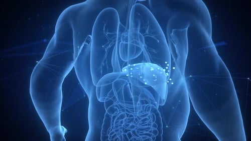 Concept d'animation de l'anatomie du foie des organes digestifs internes humains. 3D