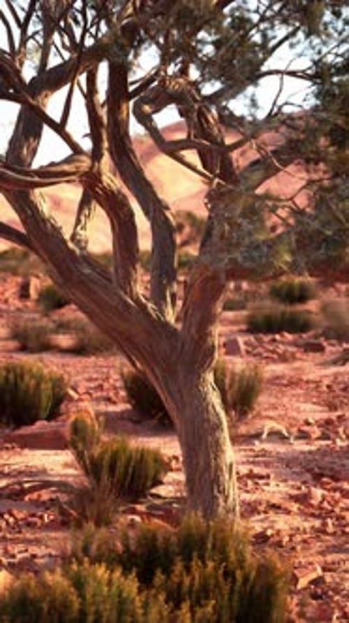 Lone Tree Standing Tall in Nevada Desert