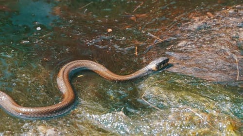 Grass Snake in the River