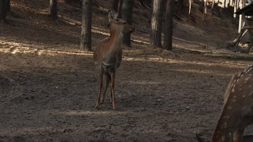 Young deer looks around and then goes into the forest slow motion. Young true deer grazing