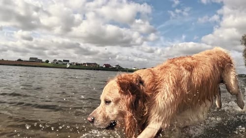 Golden Retriever Running and Splashing in Lake Water