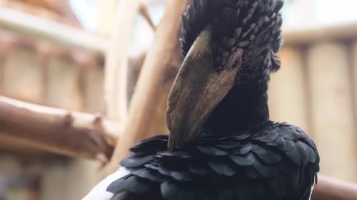 Der Tukan ist eine exotische Vogelart und eine Familie von Spechtvögeln.