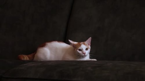 Katze auf der Couch auf der Jagd nach einem Spielzeug oder einer Beute.
