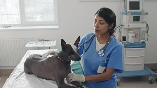 Veterinarian Examines Hairless Dog in Clinic