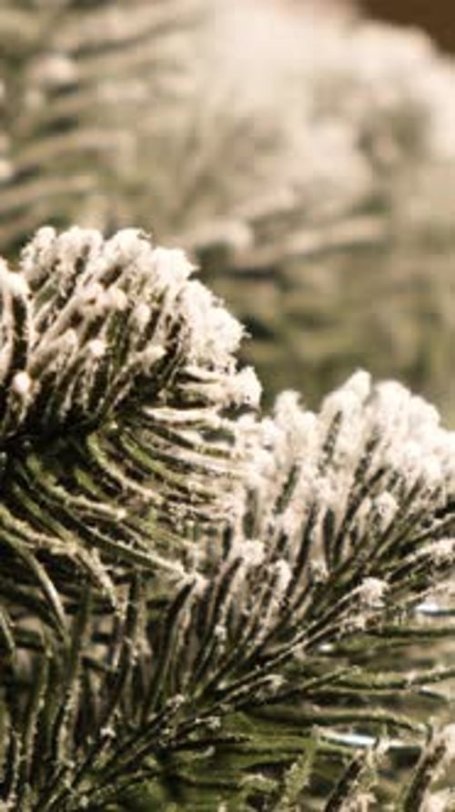 Evergreen Branches Covered in Fresh White Snow