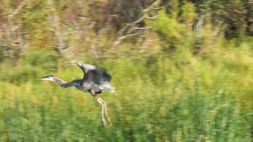 Great Blue Heron Flies near Water
