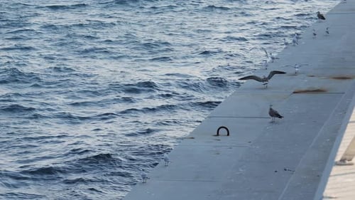 Seagulls Resting on Pier Overlooking Ocean Waters