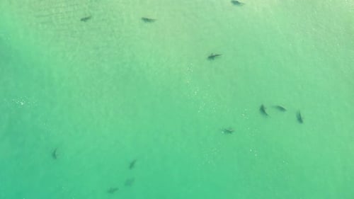 Sharks swimming in shallow water, Mediterranean Israel, aerial
