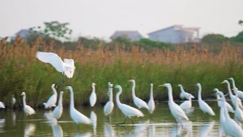 Ein Reiher landet in einem Teich. Zeitlupenfotografie.