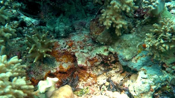 Fish with cryptic coloring is disturbed and darts away., Nature Stock ...