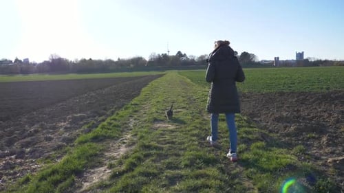 Cute doggy walking with stylish woman on grass field in the park in super slow motion during summer