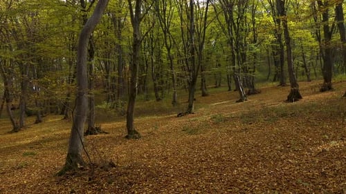 Aerial view of forest trees in autumn, flying through trees