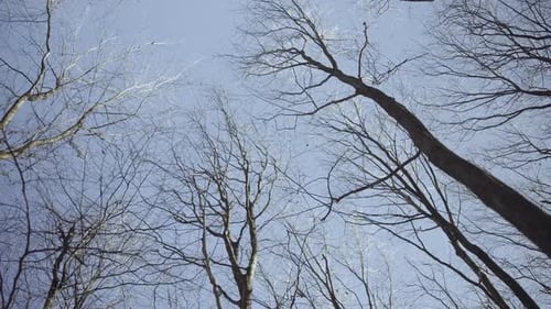 Under trees with view from below into the treetops with bare branches and twigs against a blue sky.