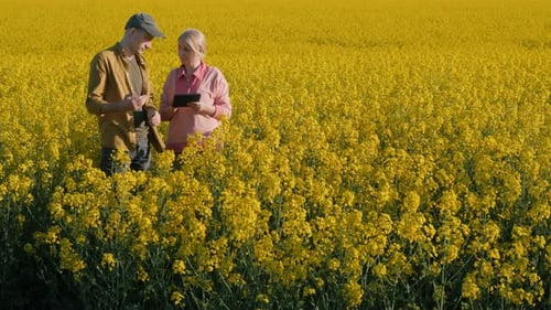 Two Farmers a Man and a Woman Working in a Field of Flowering Rapeseed Using a Tablet