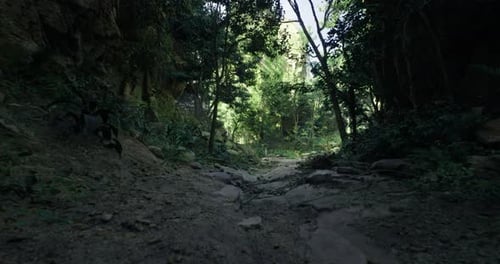 Forest Path in a Lush Green Jungle During Daylight Hours