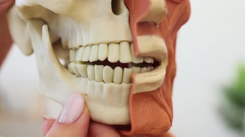 Anatomical Model Demonstrates Human Jaw Movement