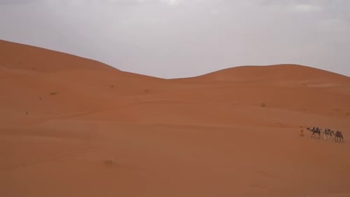 Faszinierende Aufnahmen von anmutigen Wüstenkamelen, die anmutig die Weiten der Sahara durchqueren d