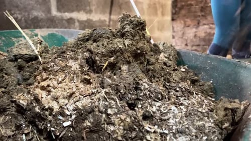 Loading Fertilizer in Barn Wheelbarrow