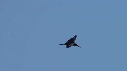 Ein kleinerer Adjutantenstorch, der am strahlend blauen Himmel schwebt.