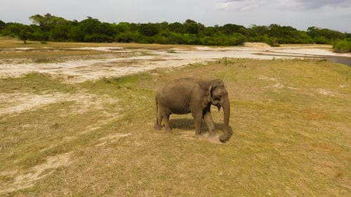 Elephant in a Nature Reserve in Sri Lanka