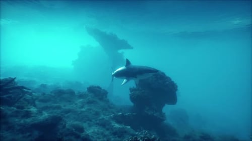 A Shark Swimming in the Ocean Near a Rock Formation