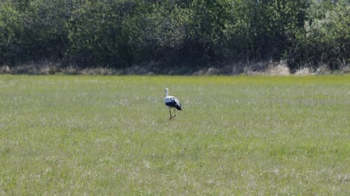 Weitwinkelaufnahme eines Storchs, der im Sommer auf einer Wiese nach Nahrung sucht. (Wildtiere in 4K-Auflösung)