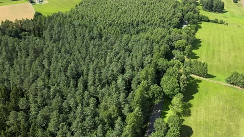 countryside road crossing a coniferous tree forest, while a car move through it. Drone aerial view,