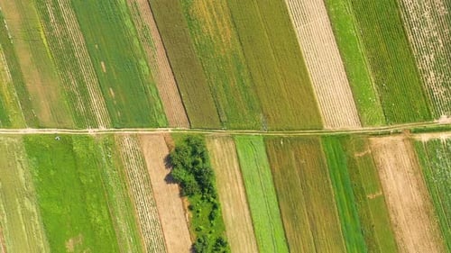 Beautiful Aerial View of Green Agricultural field on Sunrise. Drone flying over harvest crops Amazin