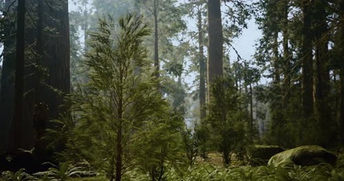 Lush Green Forest with Towering Trees in Bright Daylight Near a Calm Grove
