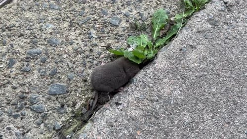 Wildtier ein Maulwurf Kanadischer Maulwurf hat sich im Betondschungel verirrt