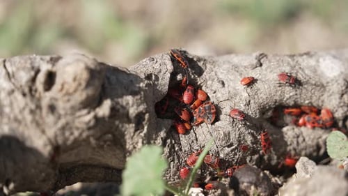 Deraeocoris-Pflanzenwanzen, die unter der hellen Sommersonne auf einem umgestürzten Stück Holz kriechen.