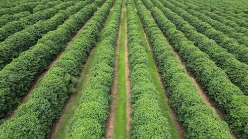 Landwirtschaftsfeld auf dem Land in ländlicher Landschaft.