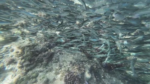 Underwater View of Shoal Sardine Fish in Sea