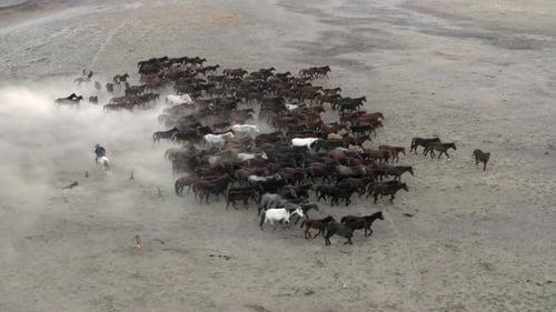 Wild Horses Galloping Freely Across Vast Landscape
