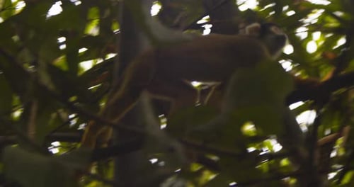 A black-capped squirrel monkey moves through branches, searching for food in Peru’s Amazon rainfores